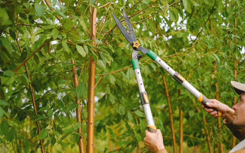 Tree trimming in Lake Placid, FL